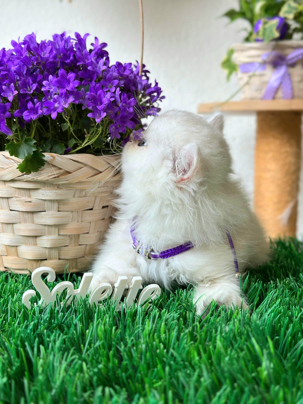 Silver Collection — British Shorthair