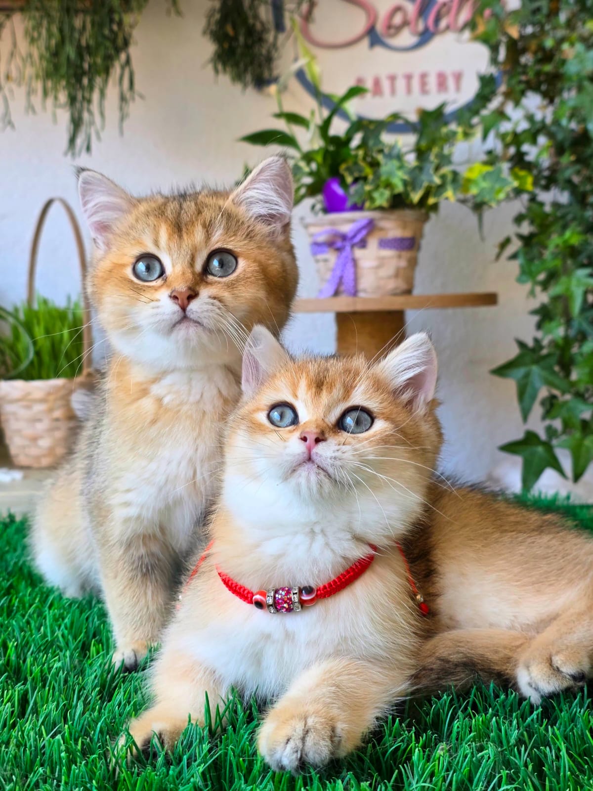 Solette — Golden British Shorthair Kittens