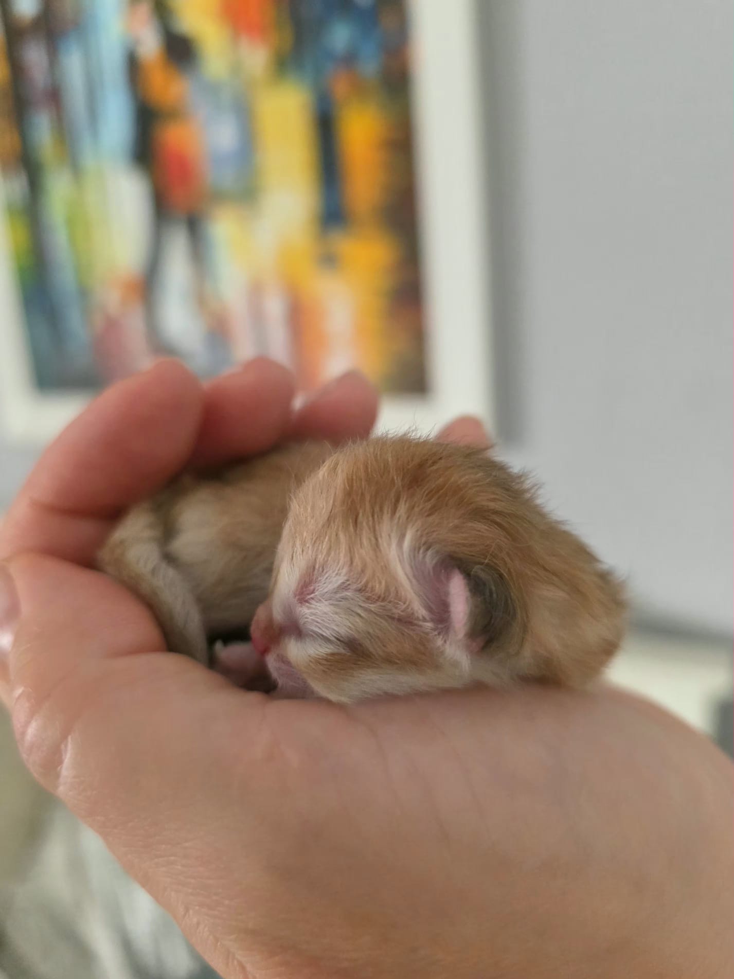 Kittens playing — Solette