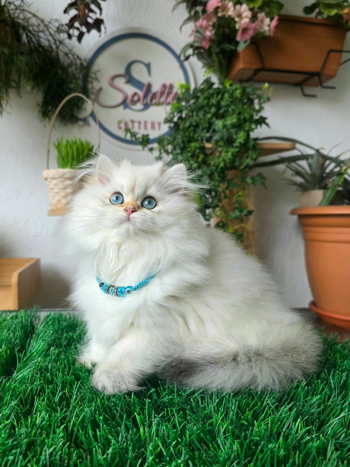 Bonny Solette