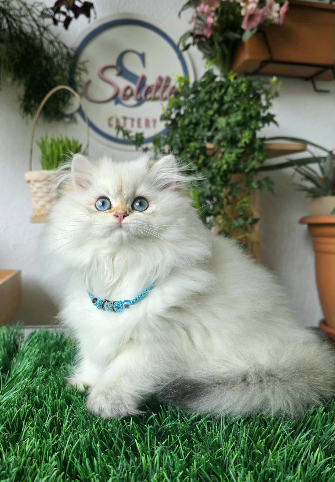 Bonny Solette