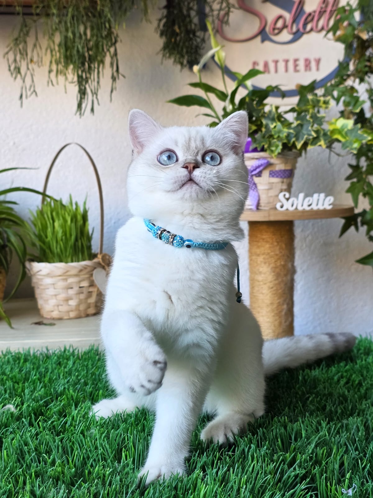 Elisey — Solette kitten