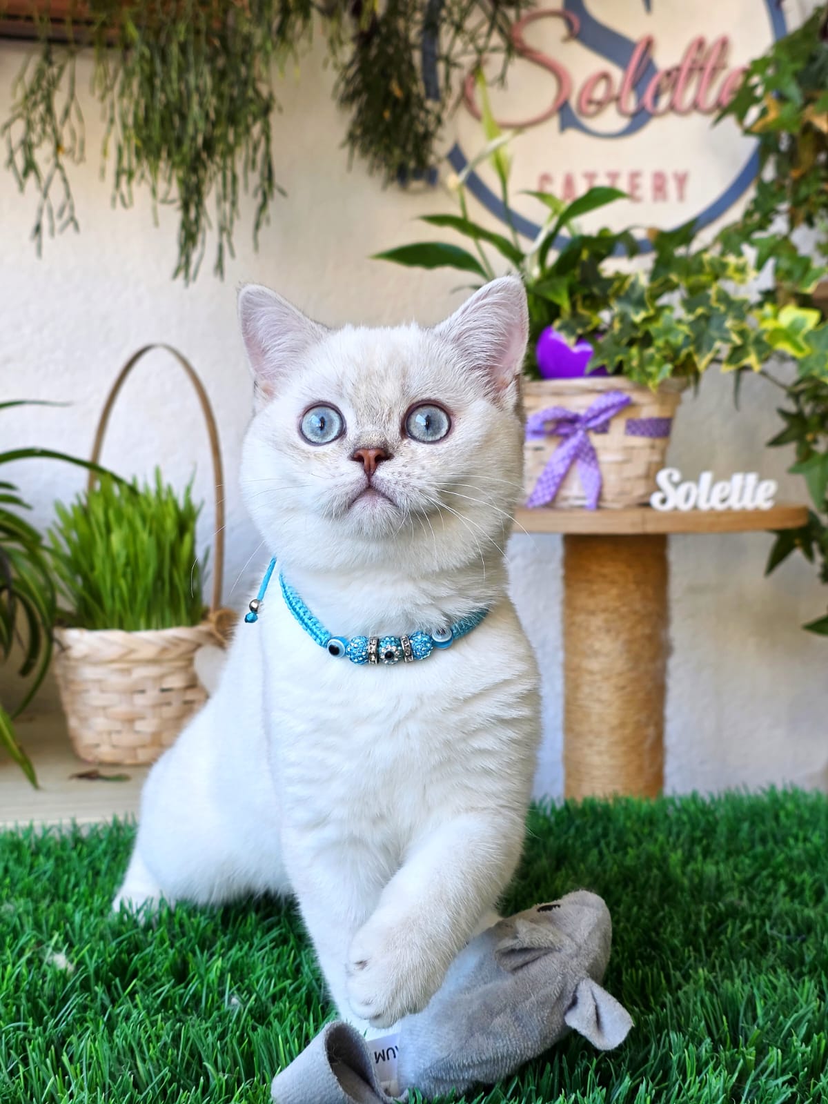 Elisey — Solette kitten