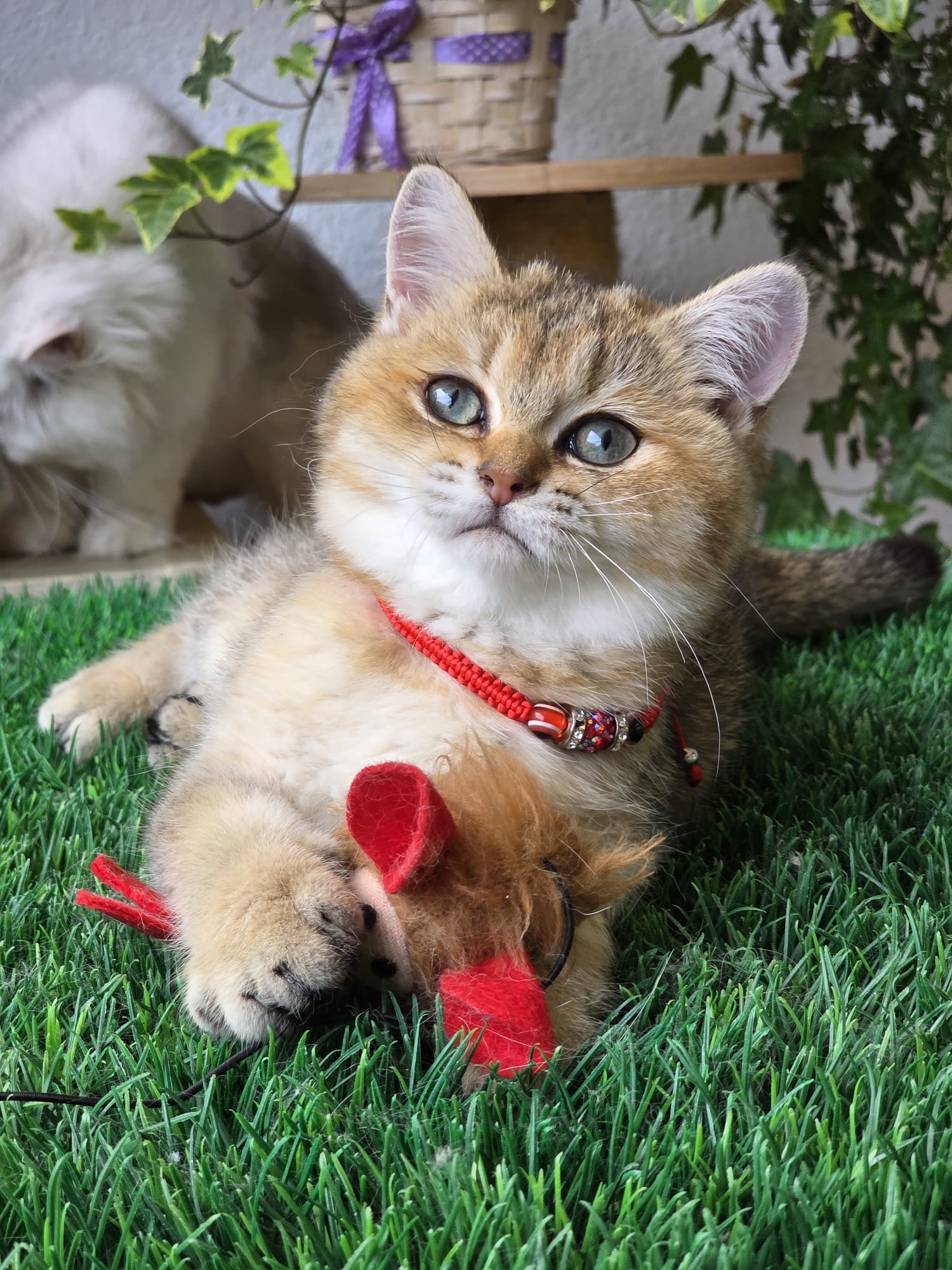 Gina — Solette kitten