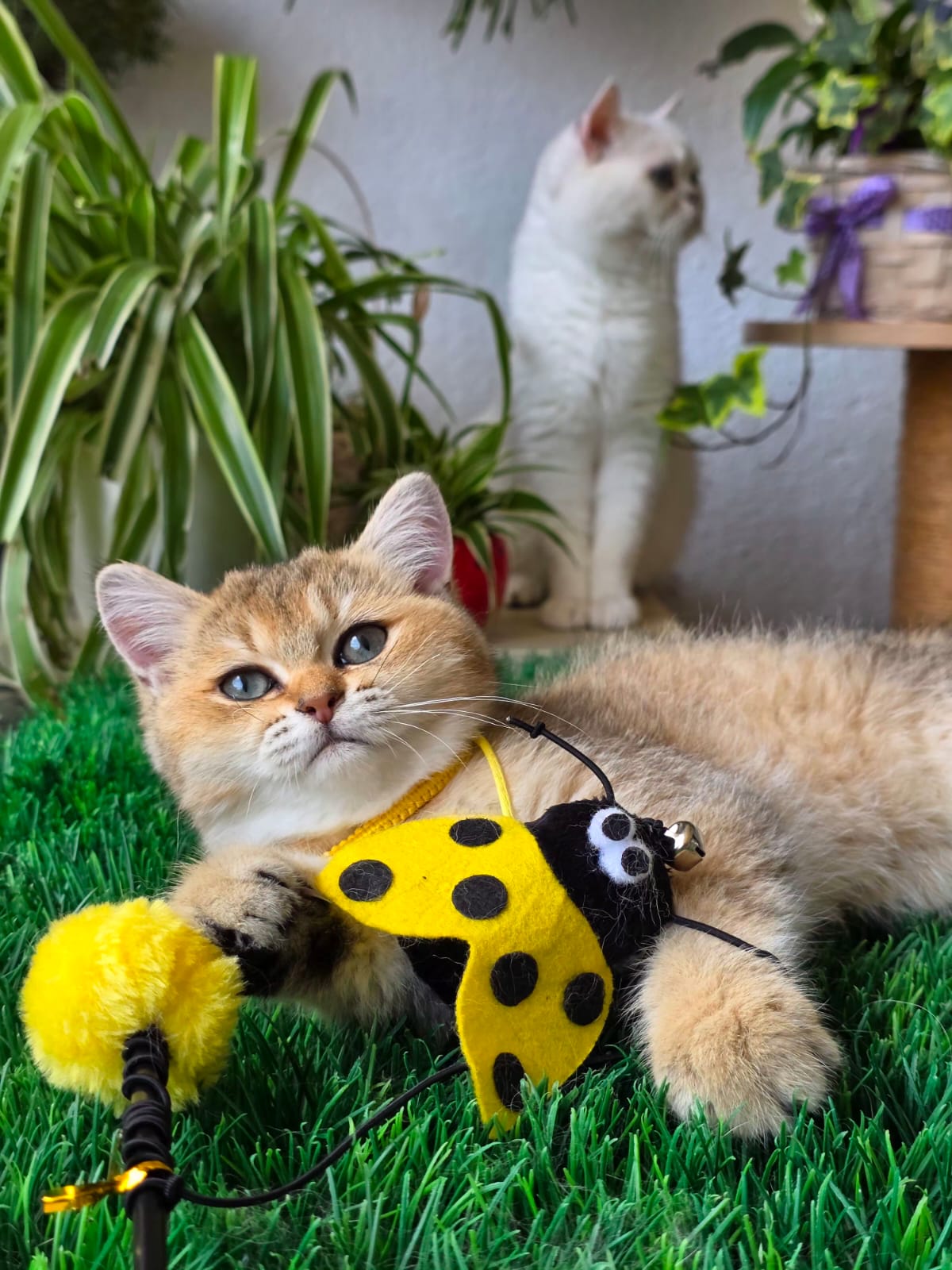 Gina — Solette kitten