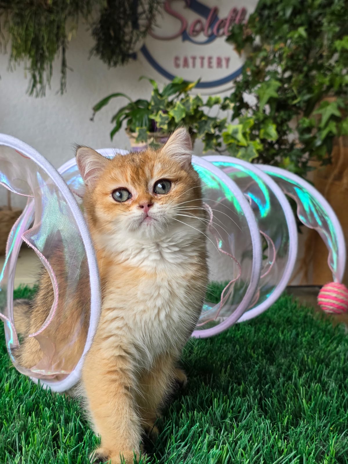 Iron Solette — Solette kitten