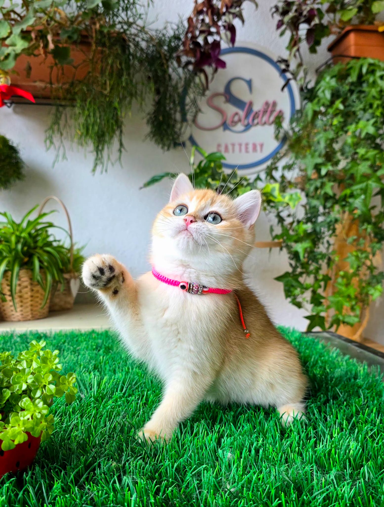 Isabella — Solette kitten