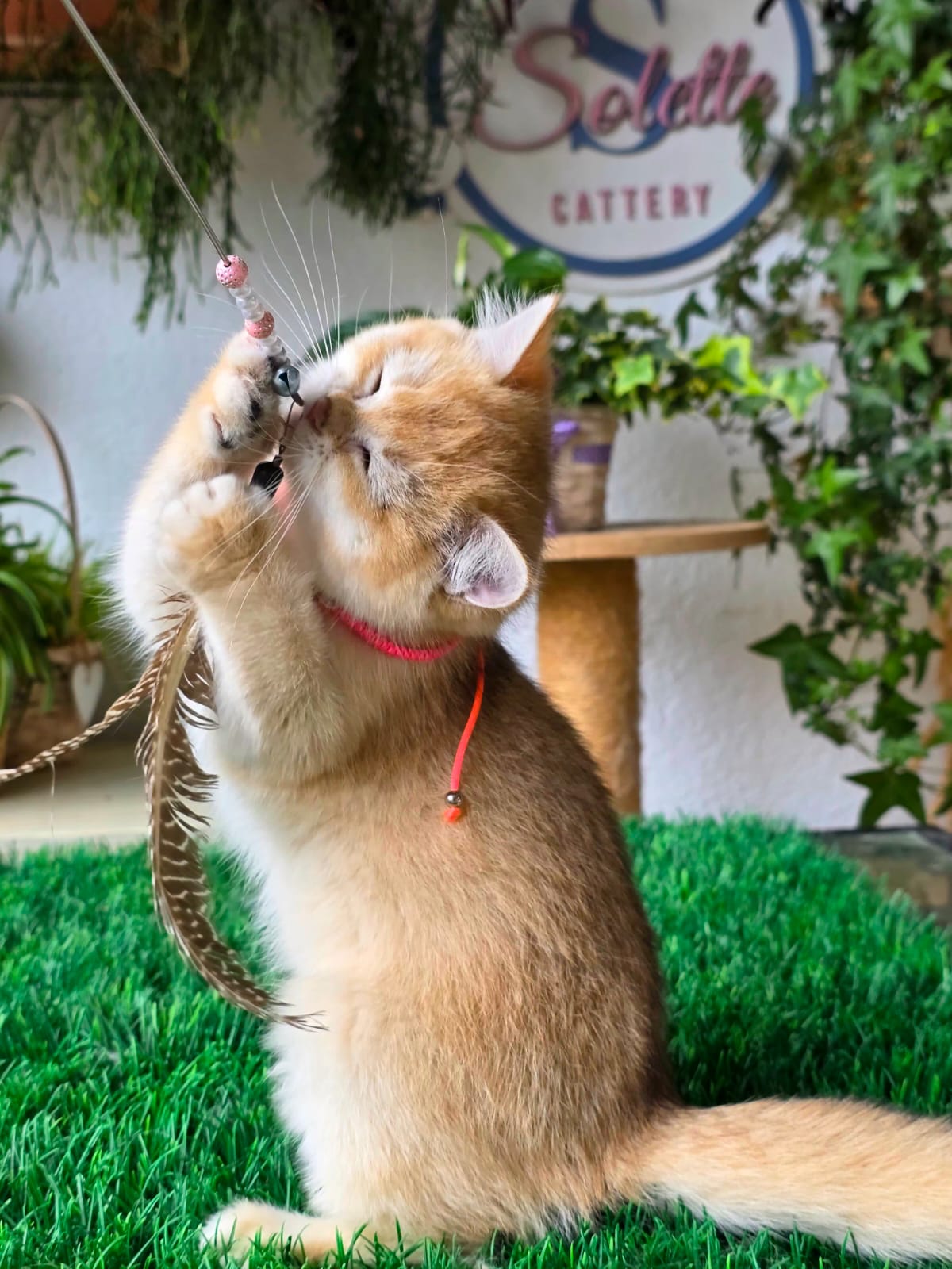 Isabella — Solette kitten