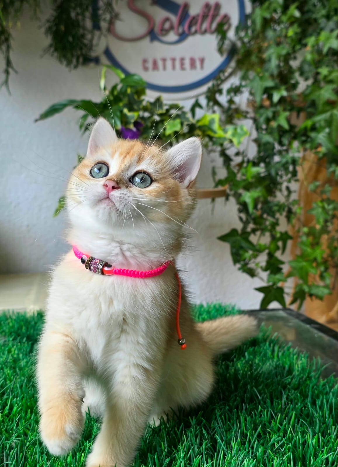 Isabella — Solette kitten