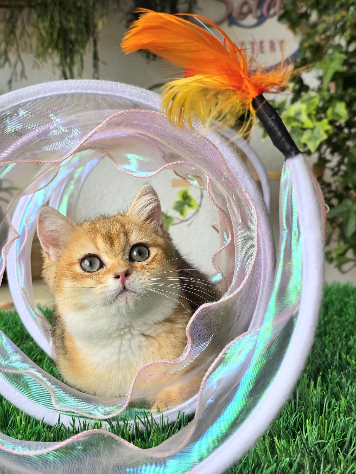 Izzi — Solette kitten