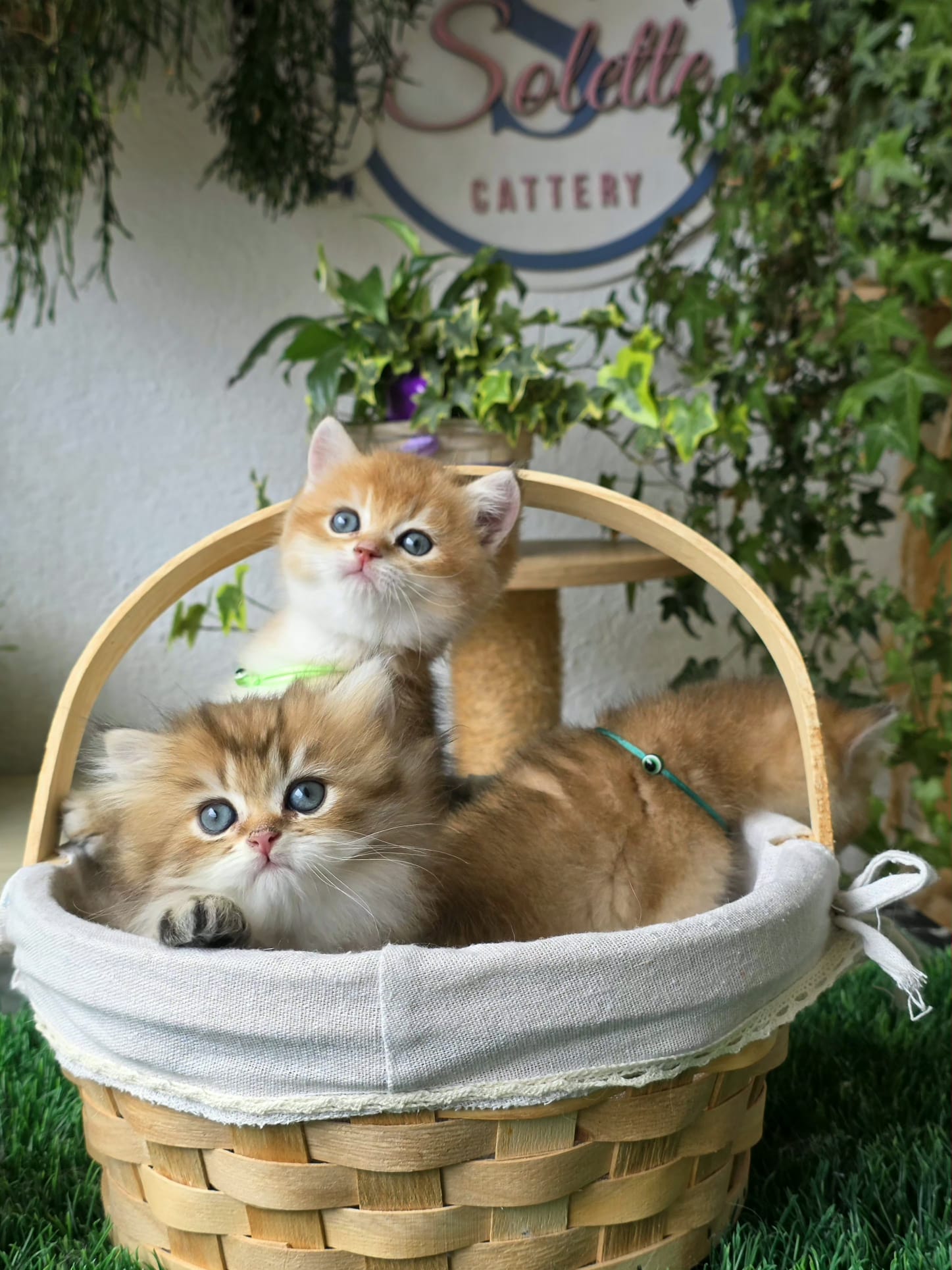 New Golden Litter