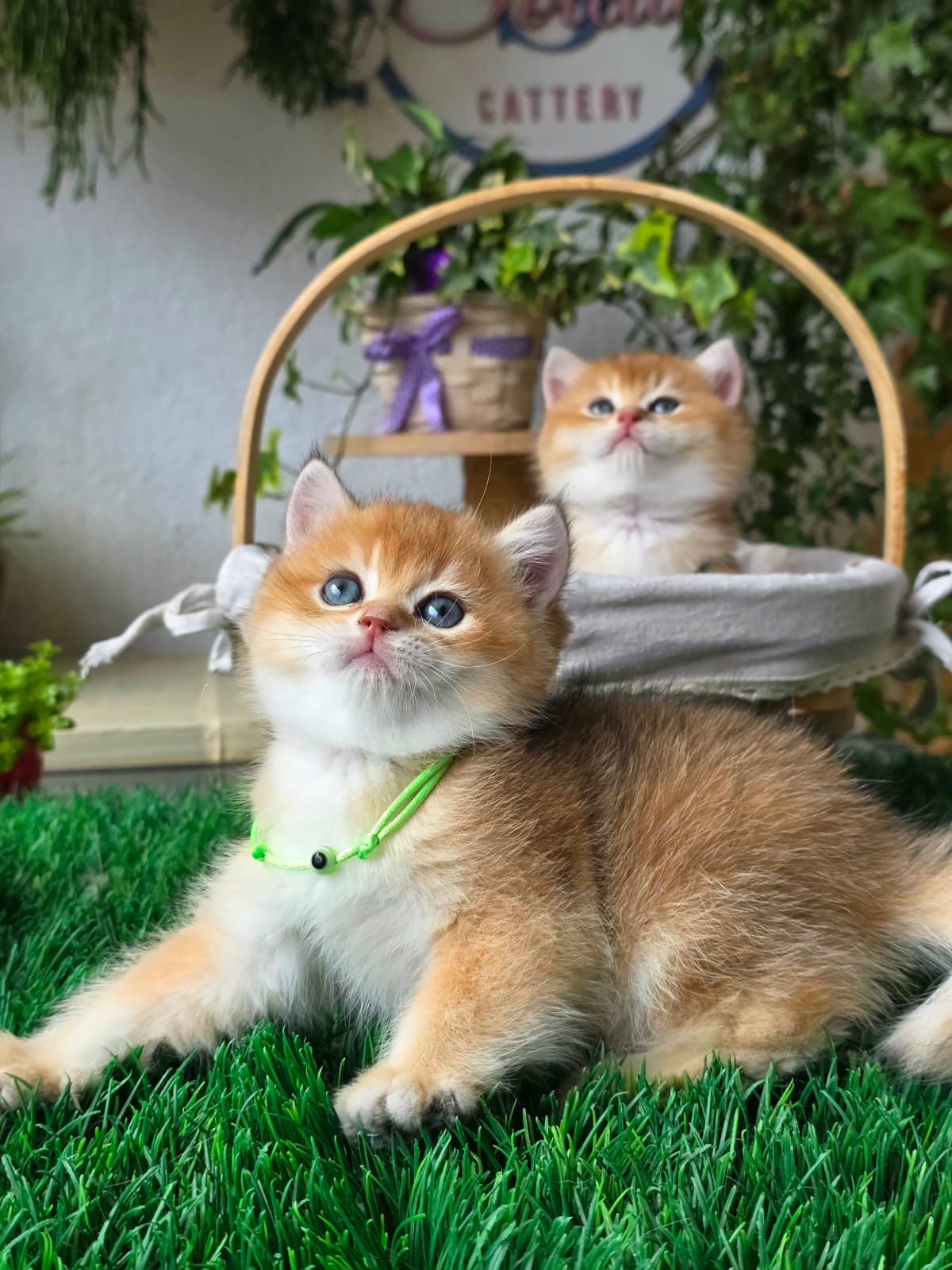 New Golden Litter