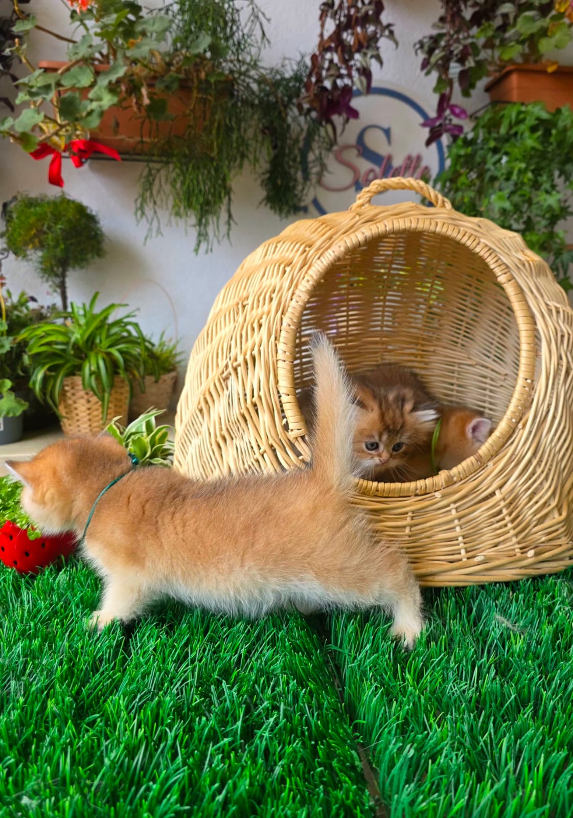 New Golden Litter