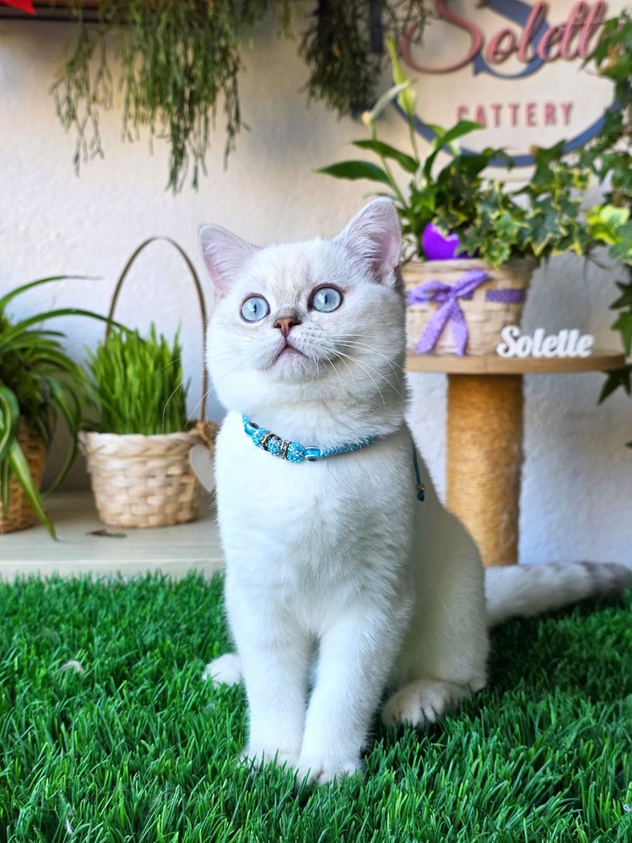 Elisey, gatito British Shorthair azul plateado shaded point del criadero Solette en Barcelona