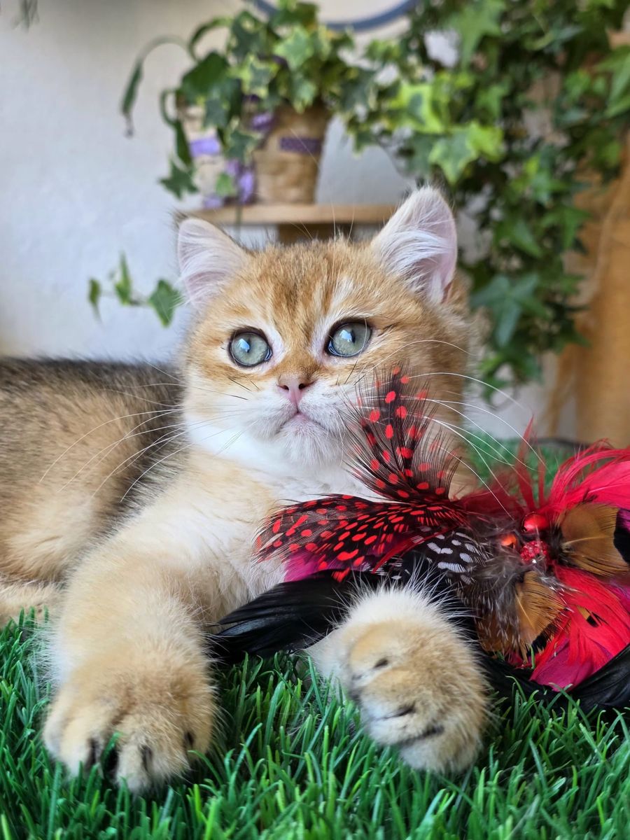 Iron Solette, gatito British Shorthair dorado shaded del criadero Solette en Barcelona