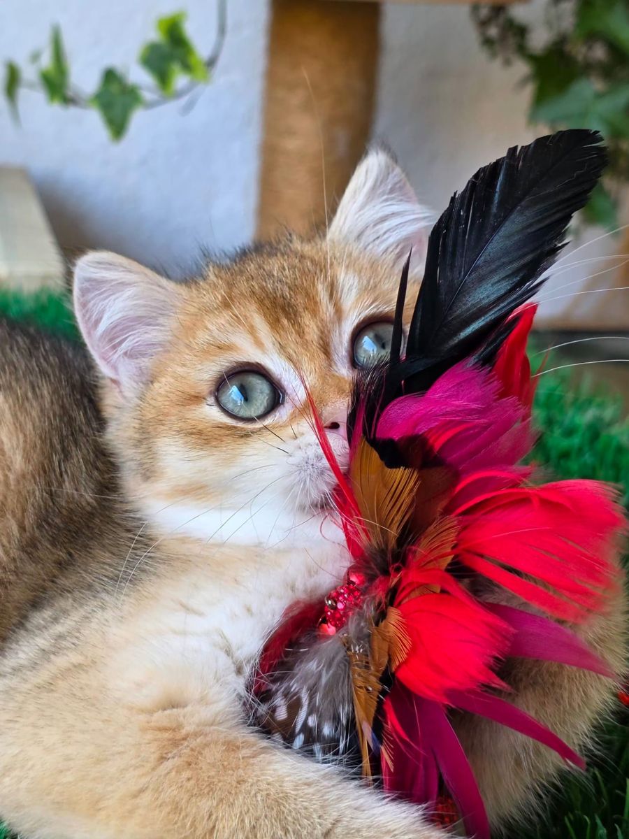 Iron Solette, gatito British Shorthair dorado con microchip y pasaporte, criadero Solette