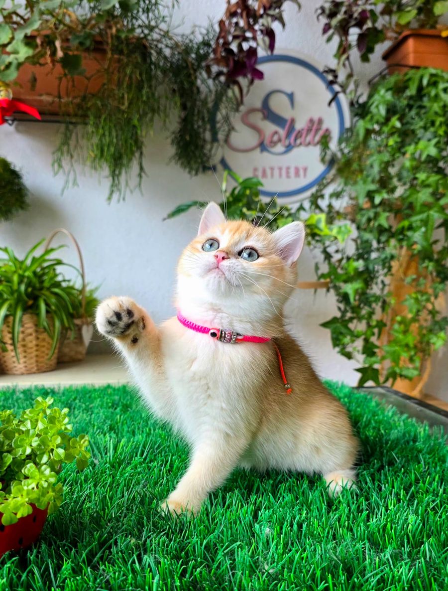 Isabelle, gatita British Shorthair dorada chinchilla disponible en el criadero Solette de Barcelona