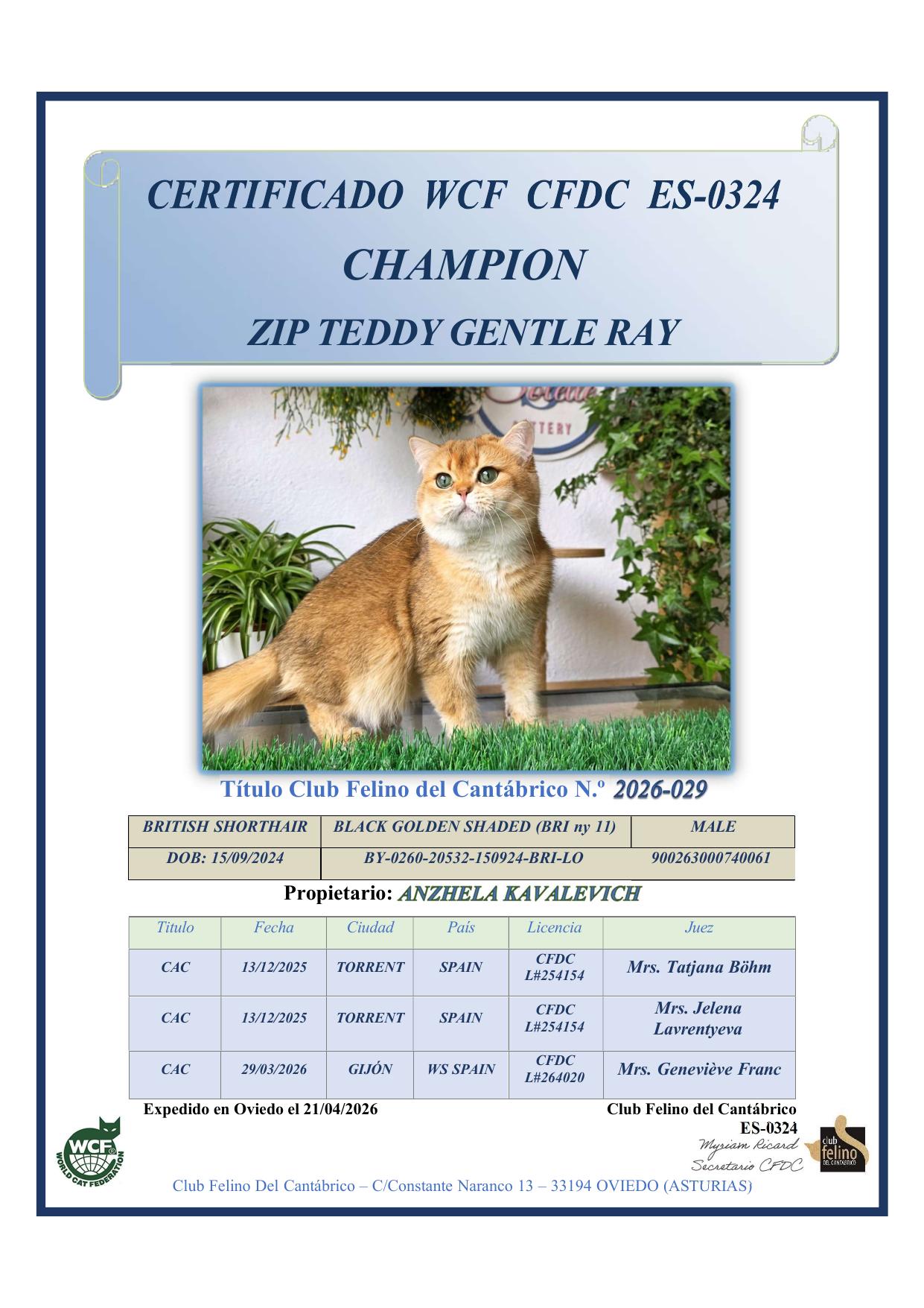 Zip Teddy Gentle Ray — Champion of Breed certificate
