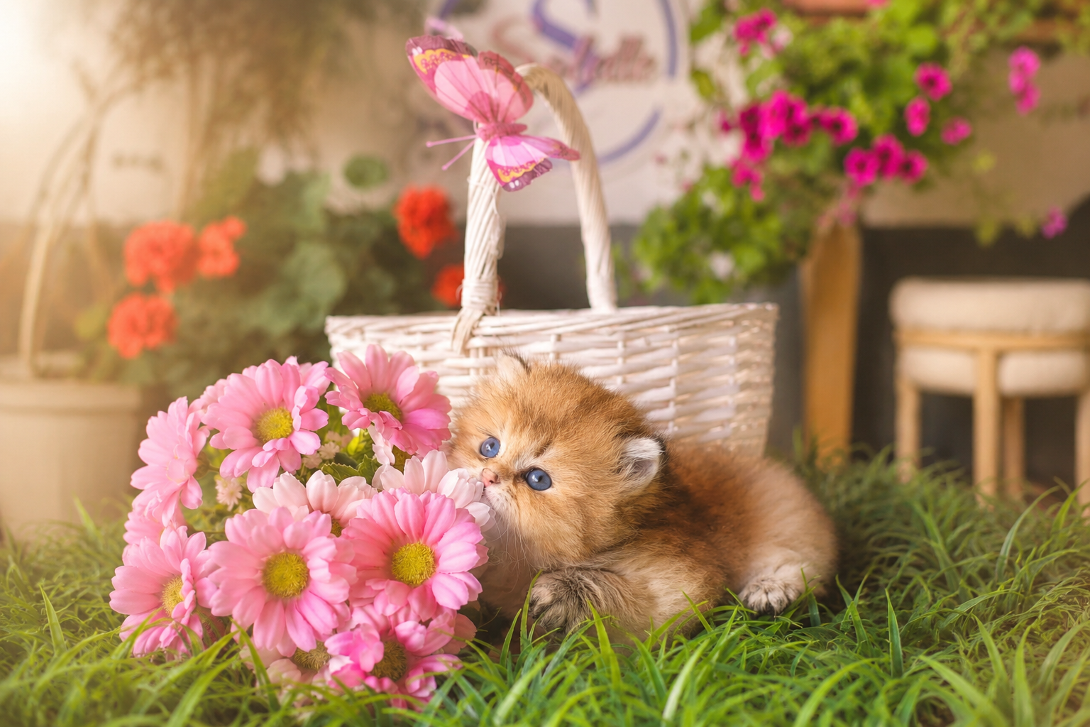 Golden Collection — British Shorthair