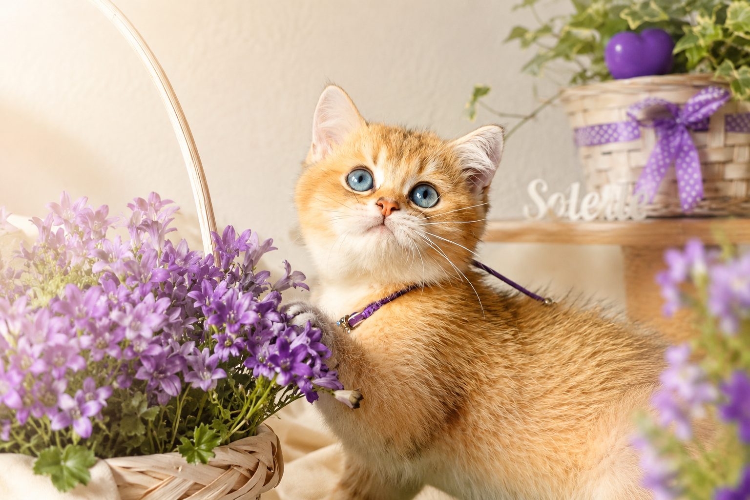 Solette — Golden British Shorthair Kitten