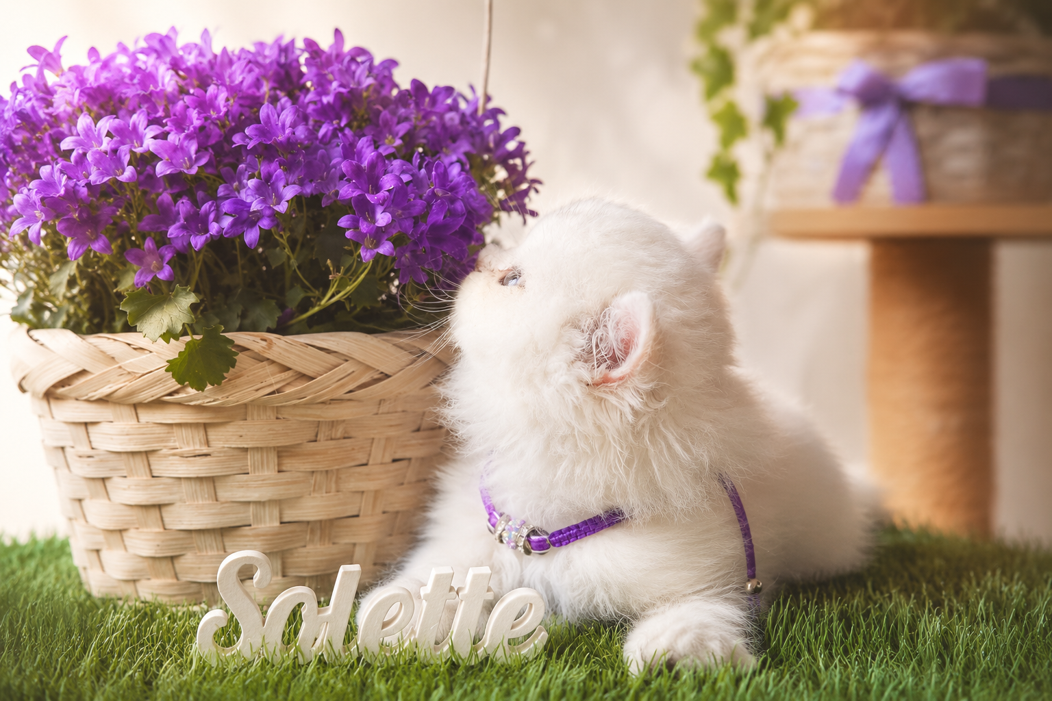 Silver Collection — British Shorthair